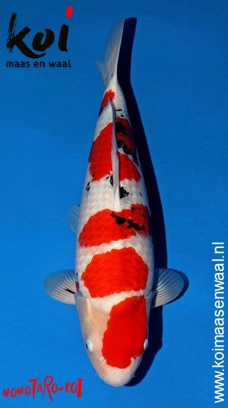 Sanke Momotaro Female (55-60 cm)