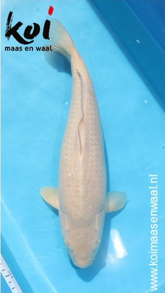 Chagoi Hirasawa Female 80cm (65-70 cm)