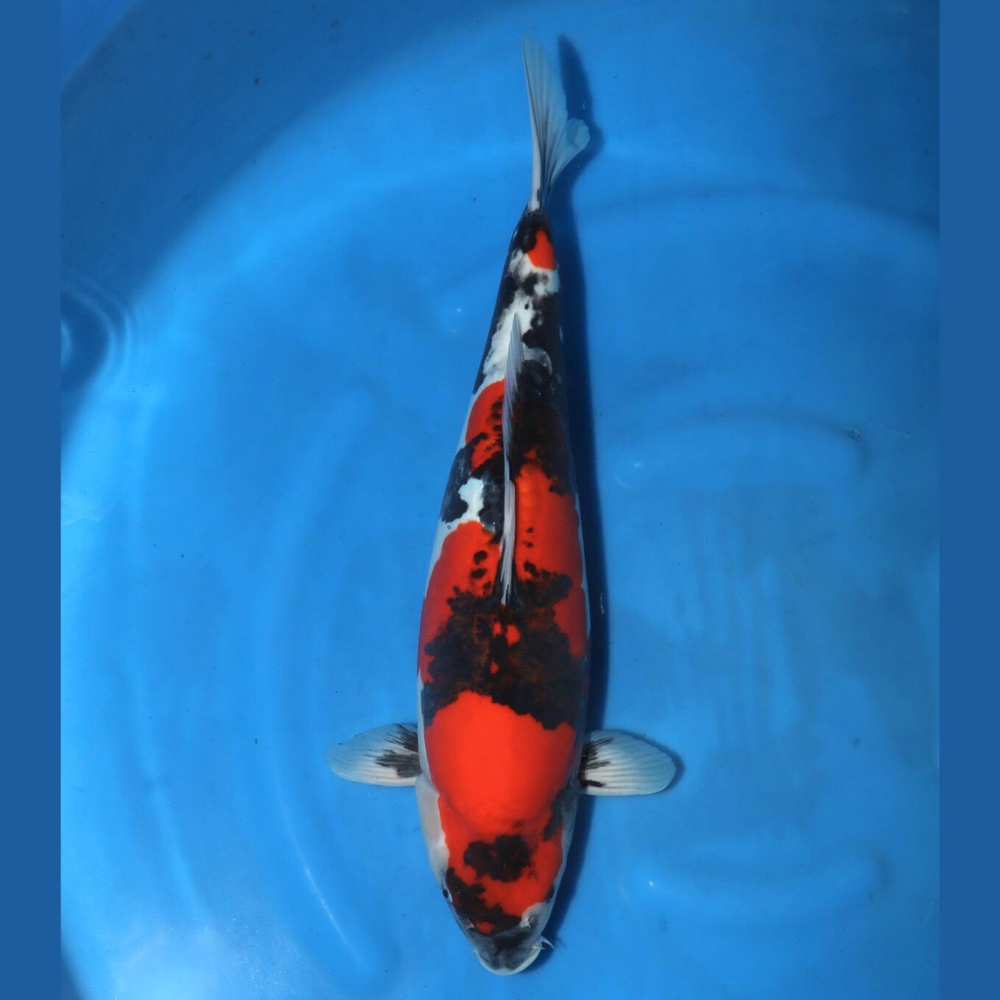 Doitsu showa 53cm Conias Nisai