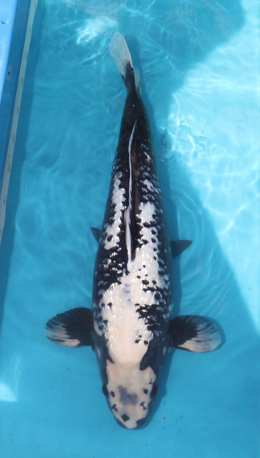 Ginrin Hajiro Female Kaneko (55-60 cm)
