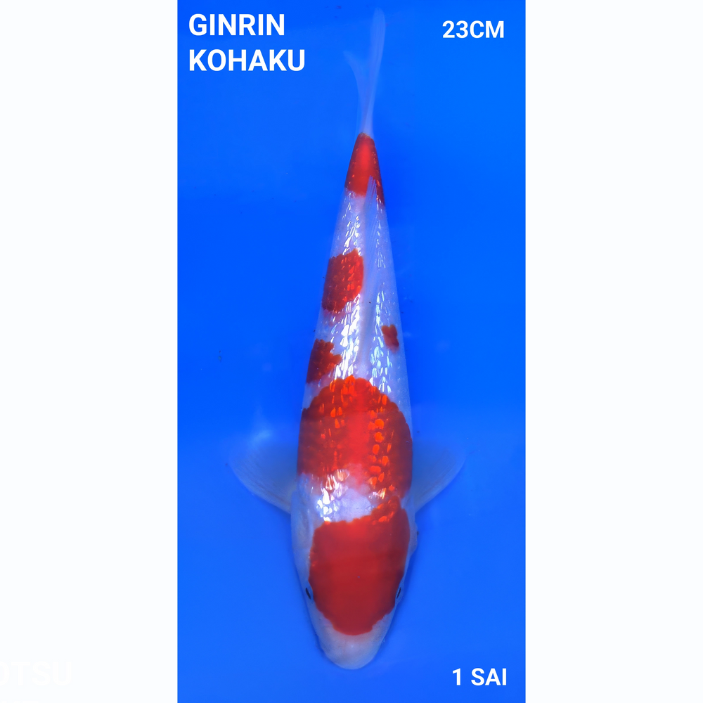Ginrin kohaku 23cm Ogata Tosai 1e prijs BKS 2024