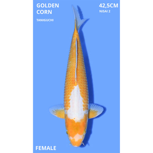 Golden Corn 42,5cm