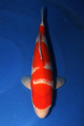 Nagoshi Kohaku 1407