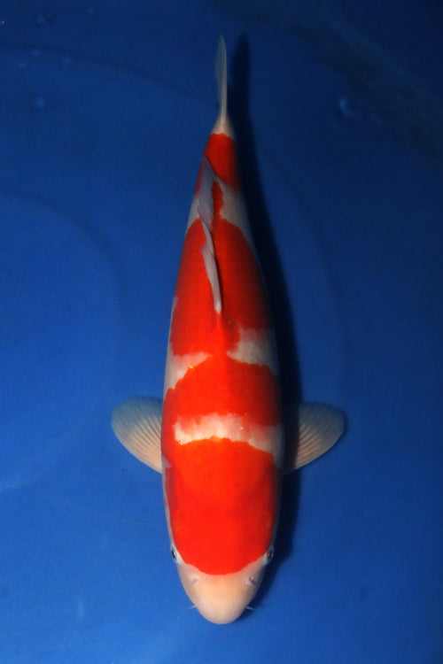 Nagoshi Kohaku 1407
