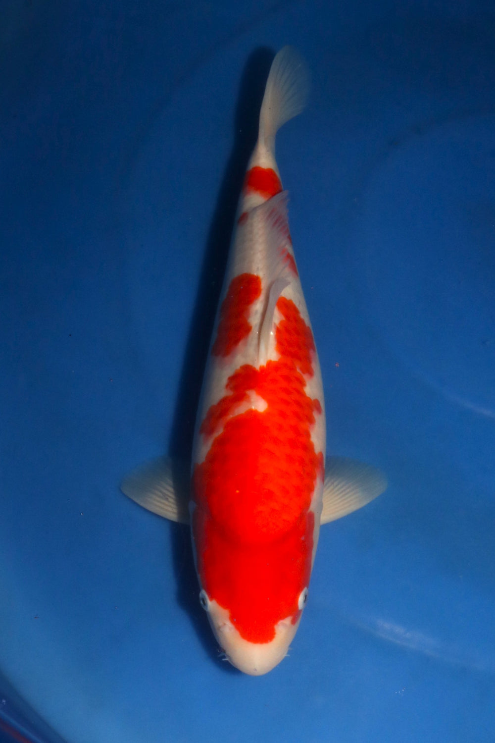 Nagoshi Kohaku 1415
