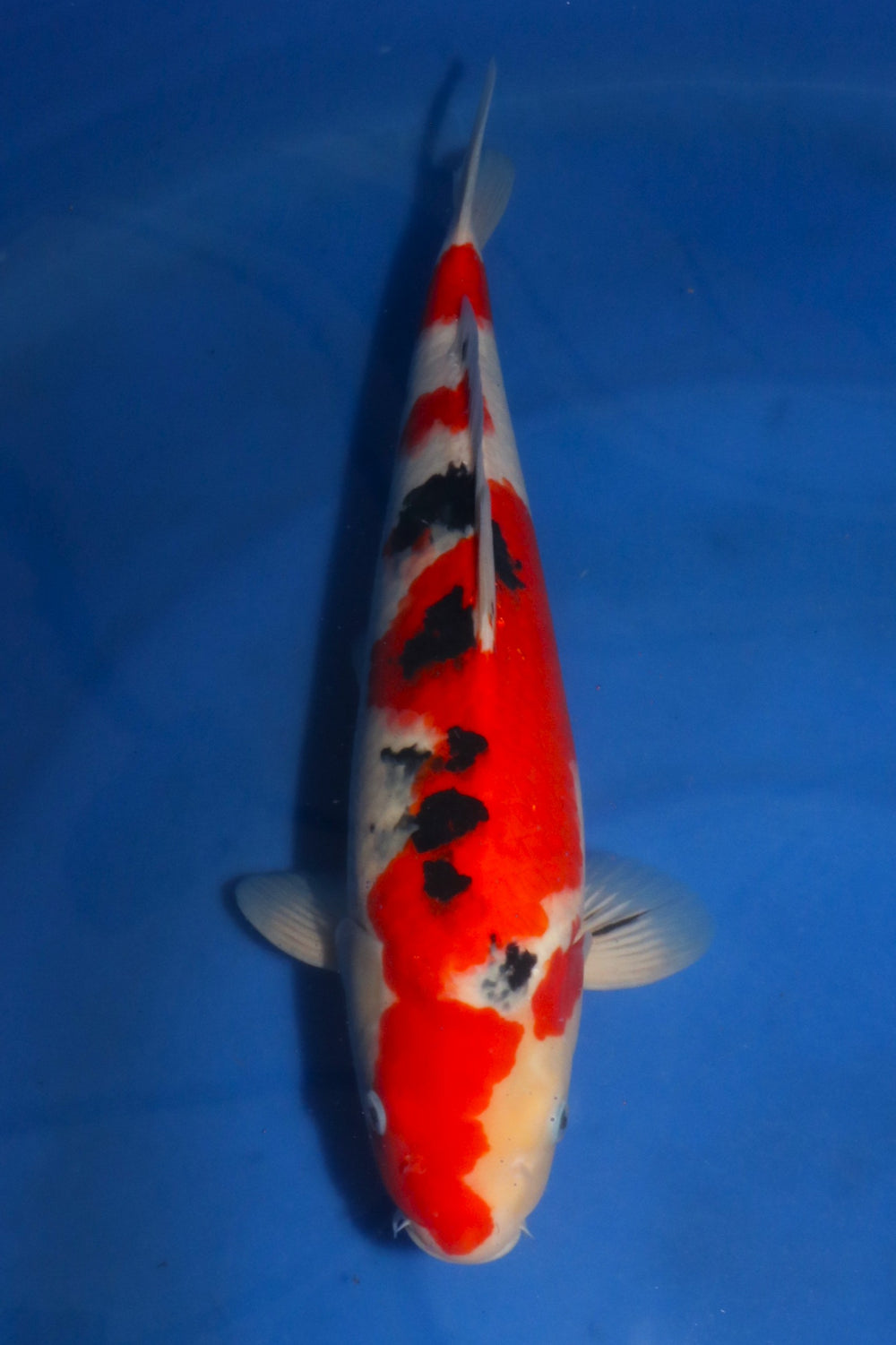 Nagoshi Sanke 1425