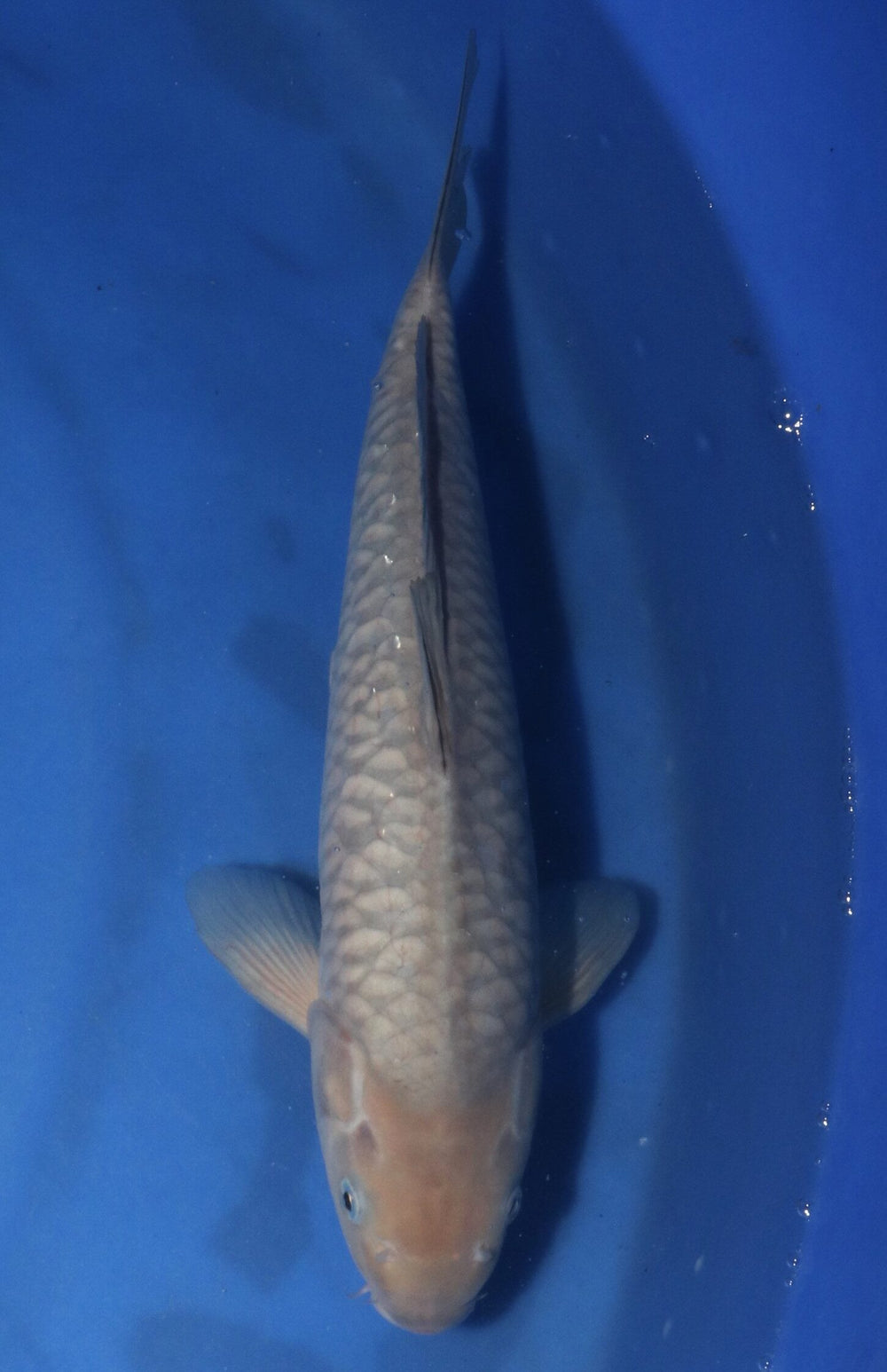 Marusei Aragoke Soragoi 7402