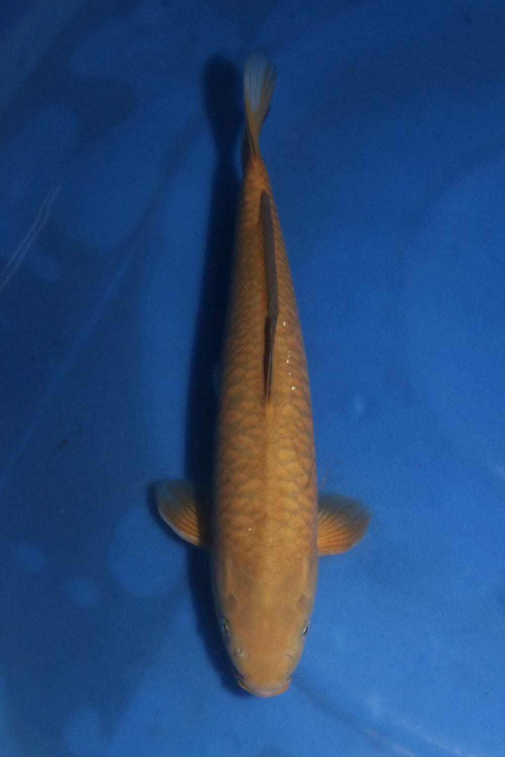 Marusei Aragoke Chagoi 7405