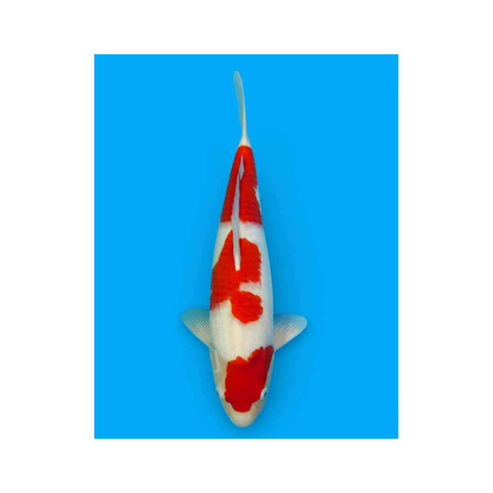 Kohaku