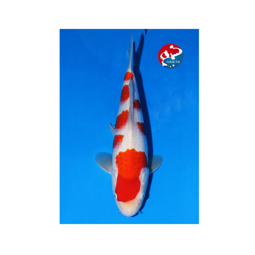 Kohaku