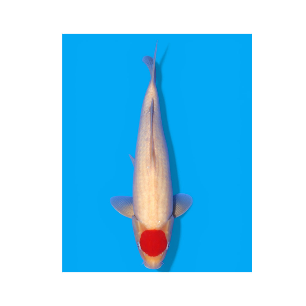 Tancho kohaku ISA