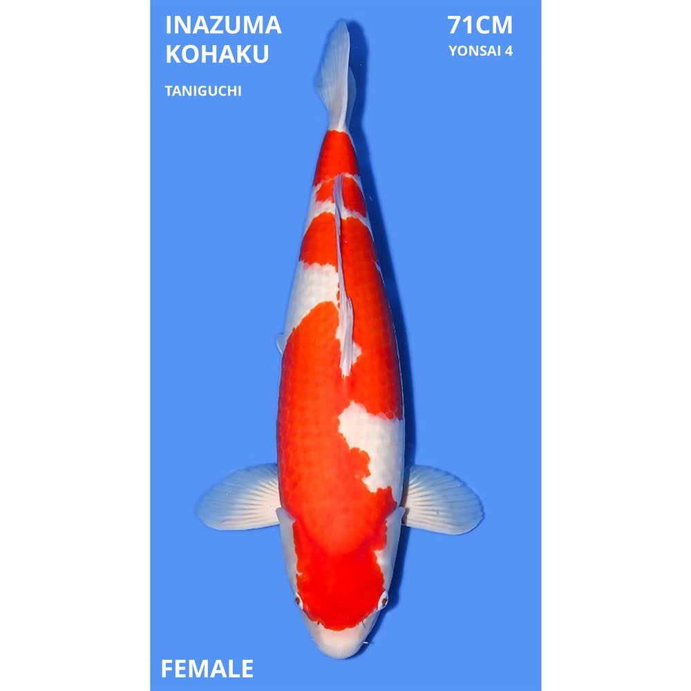 Inazuma Kohaku 71cm