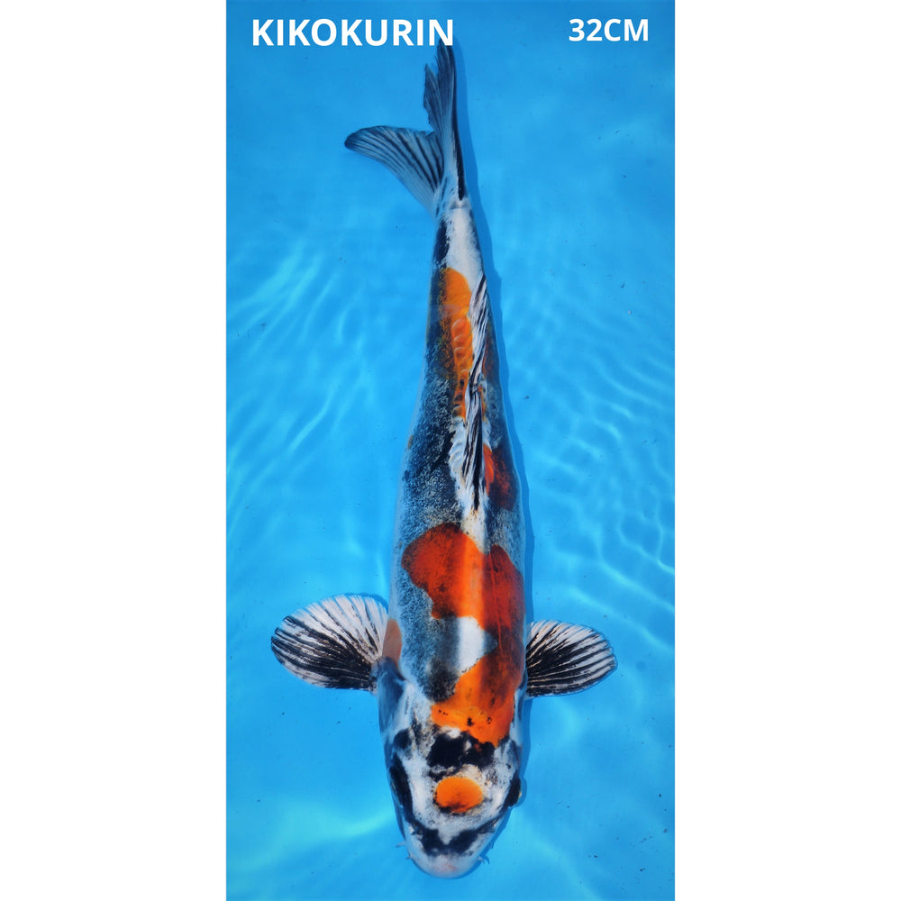 kikokuryu 32cm