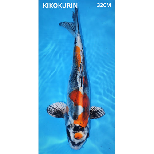kikokuryu 32cm