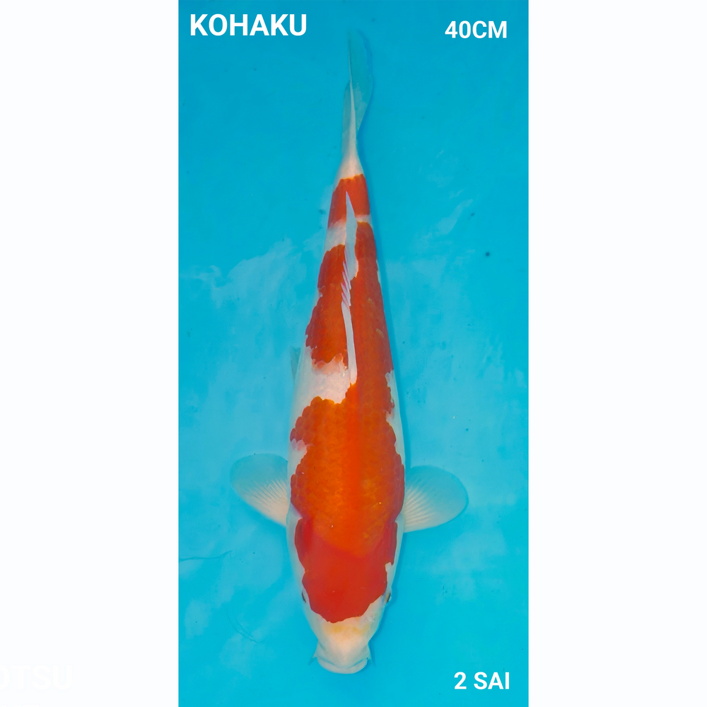 Kohaku 40cm Maruhiro Nisai Male