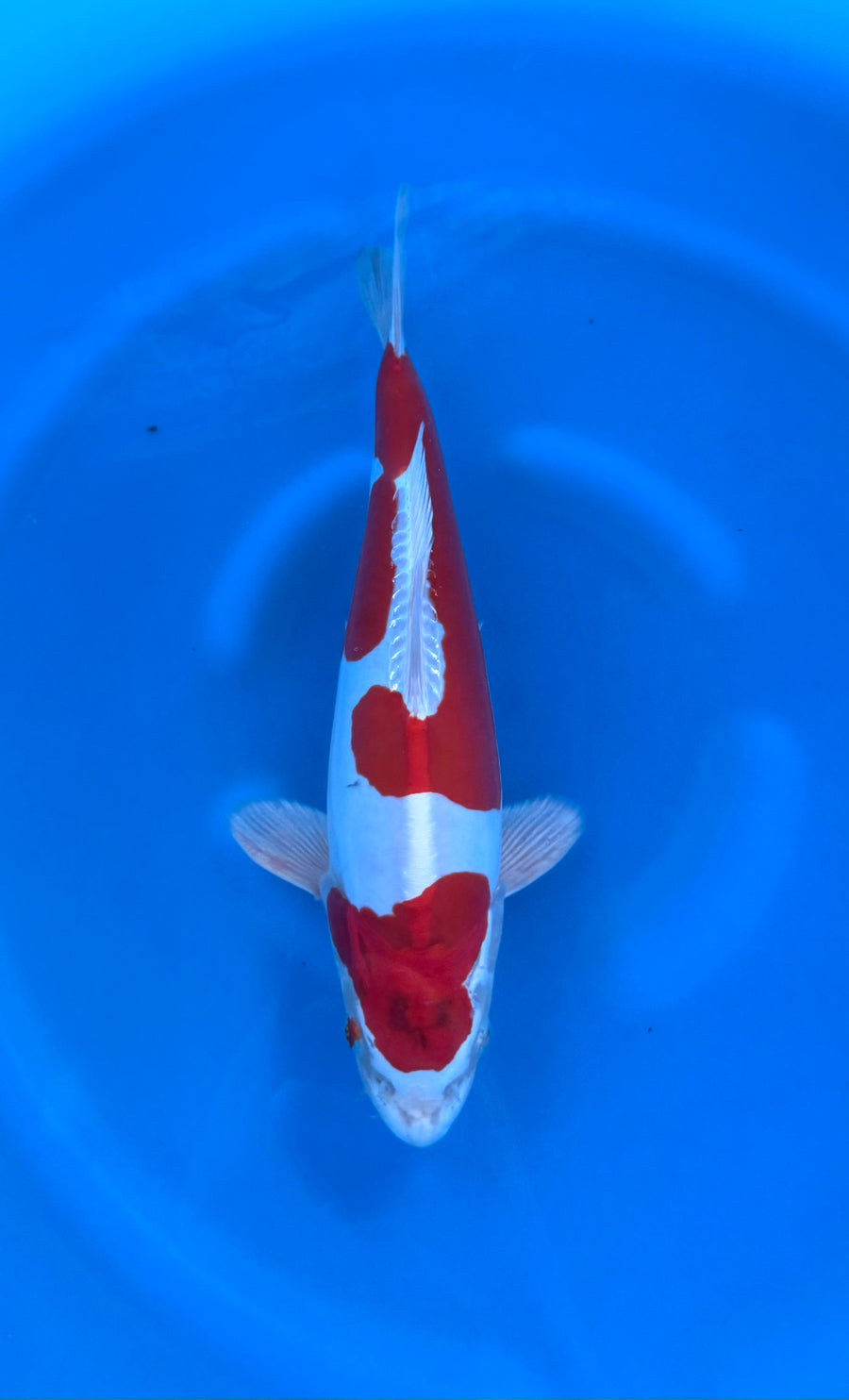 Kikusui (33-36cm)