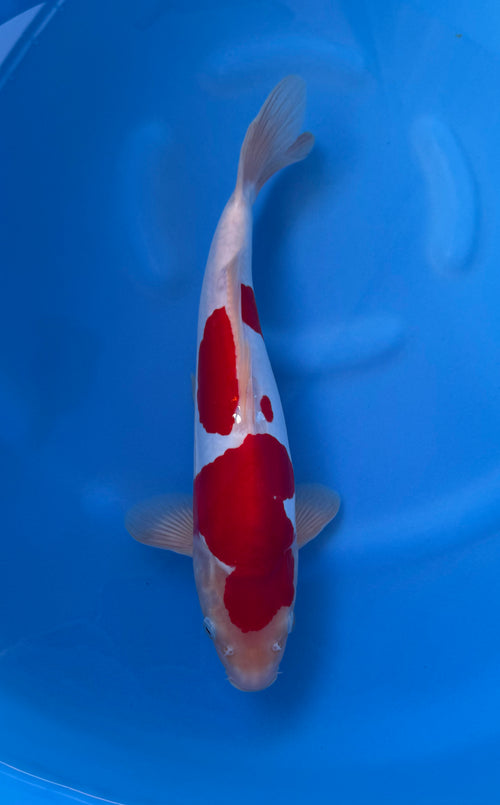 Doitsu Kohaku (33-36cm)