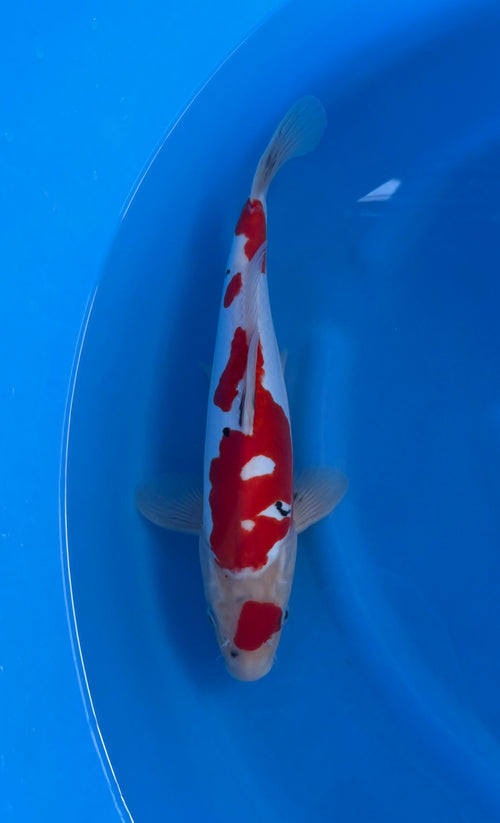 Doitsu Showa (33-36cm)