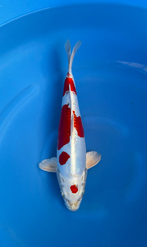 Kikusui (33-36cm)
