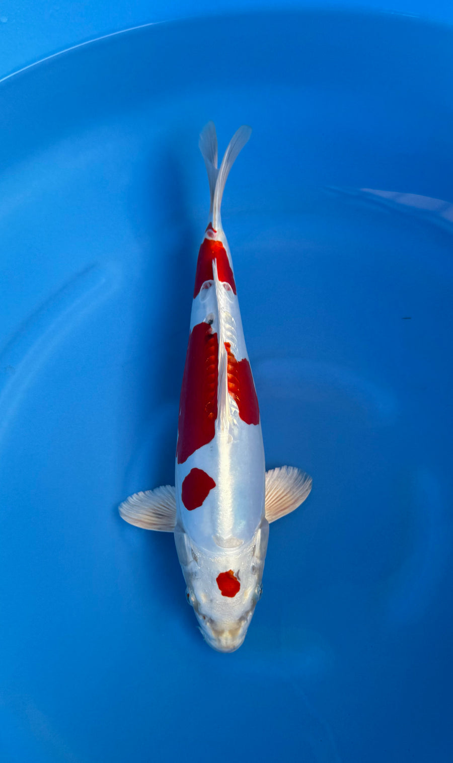 Kikusui (33-36cm)