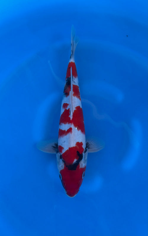 Showa (33-36cm)