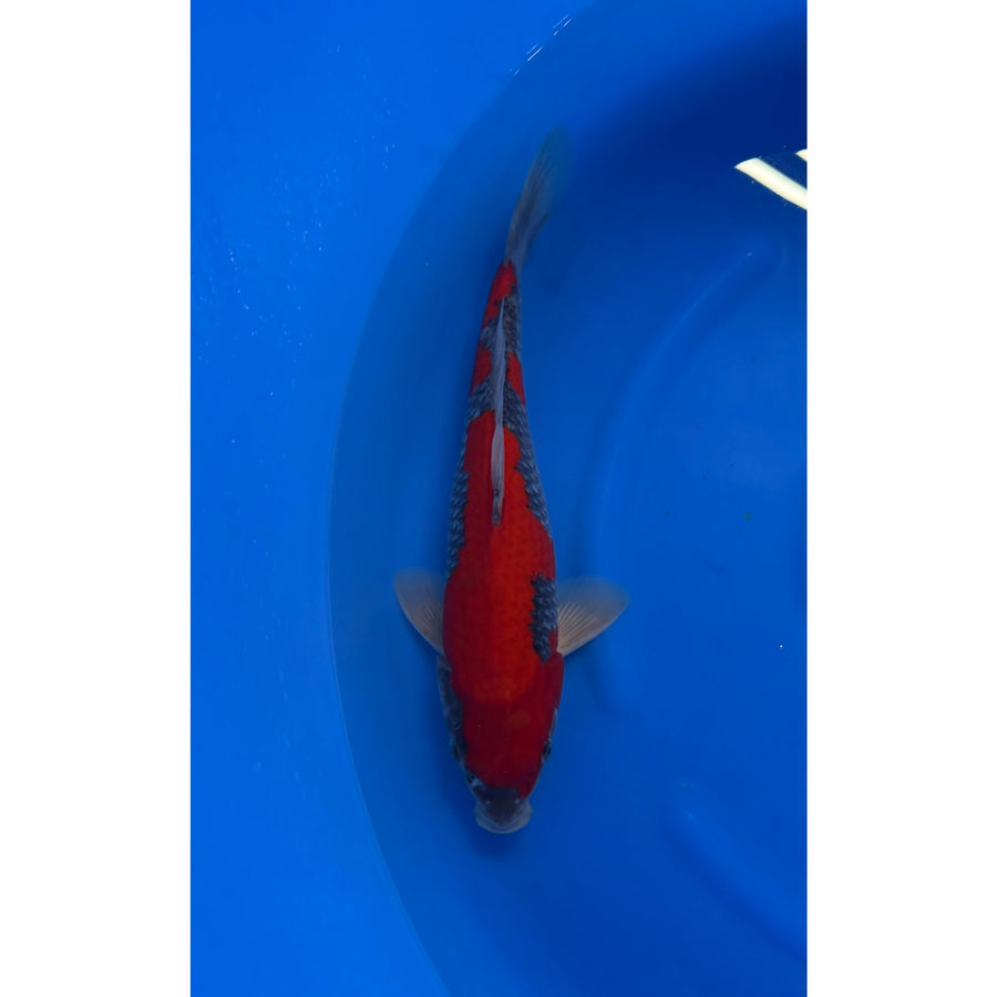 Goshiki (35-38cm)