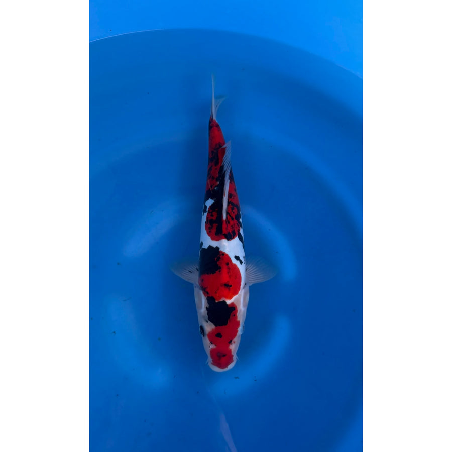 Doitsu Showa (35-38cm)