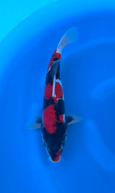 Doitsu Showa (33-36cm)