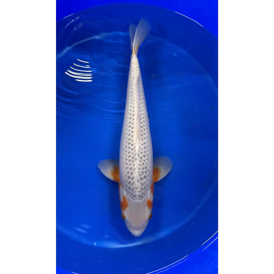 Asagi (45-50cm)