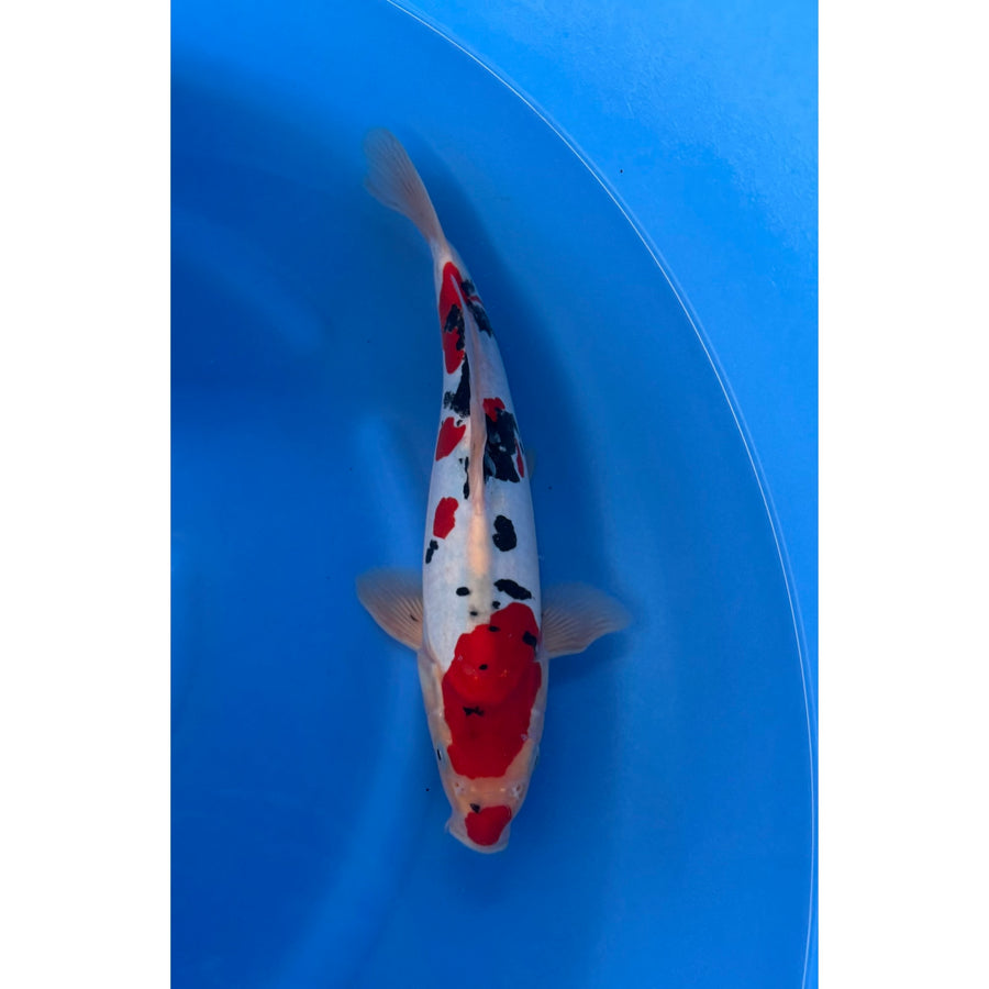 Doitsu Sanke (37-40cm)