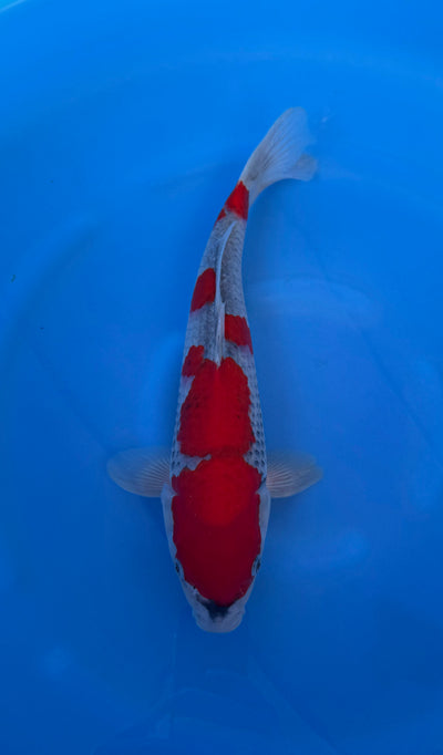 Goshiki (33-36cm)