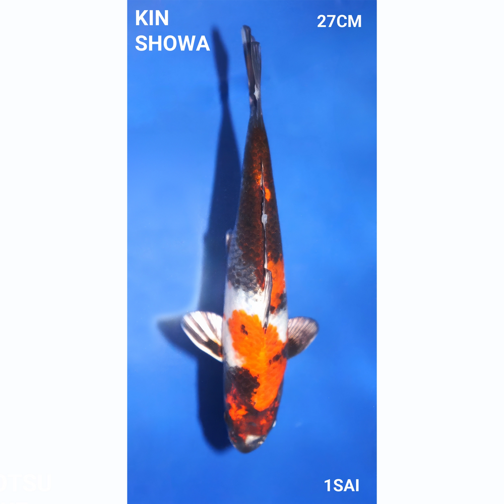 Kin Showa 27cm Tanaka Tosai 2e prijs BKS2024