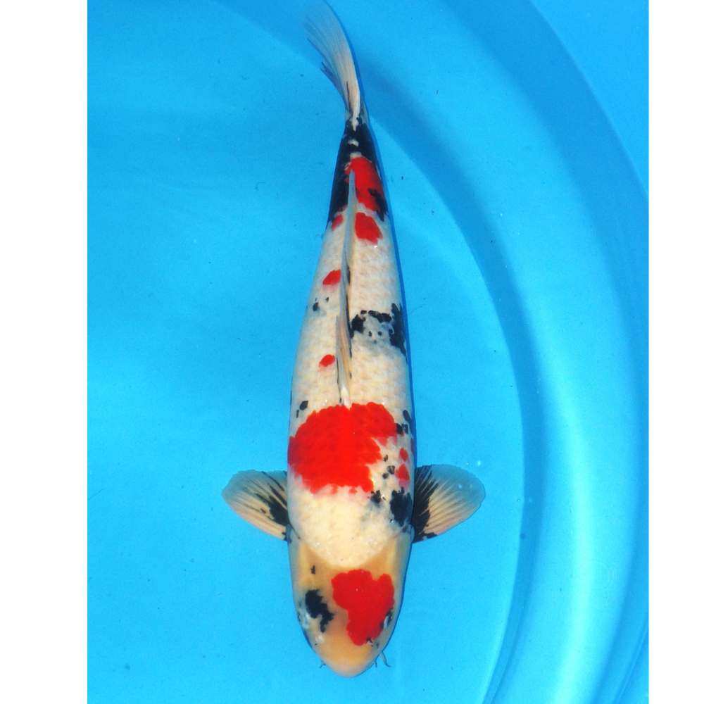 Kindai Showa 59cm
