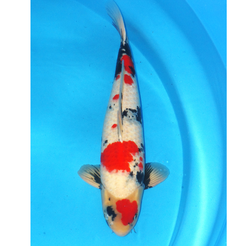 Kindai Showa 59cm