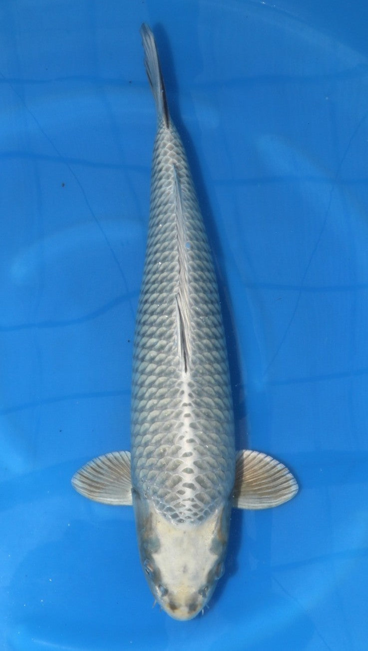 Mukashi Marusei Female (65-70 cm)