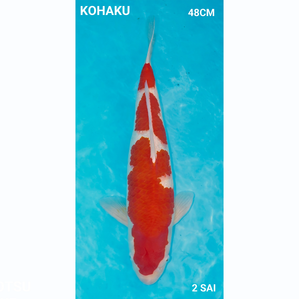 Kohaku 48 cm Maruhiro Nisai Male
