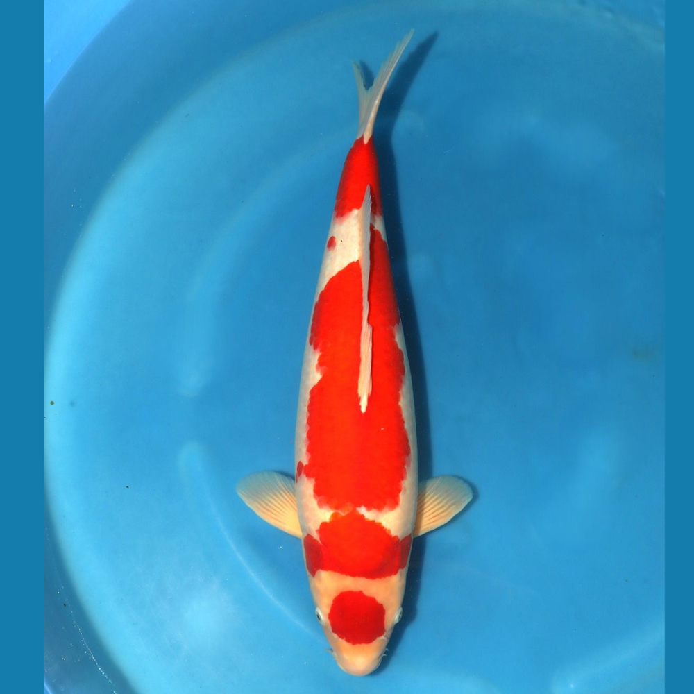 Maruten Kohaku 63cm Marusei Sansai Female