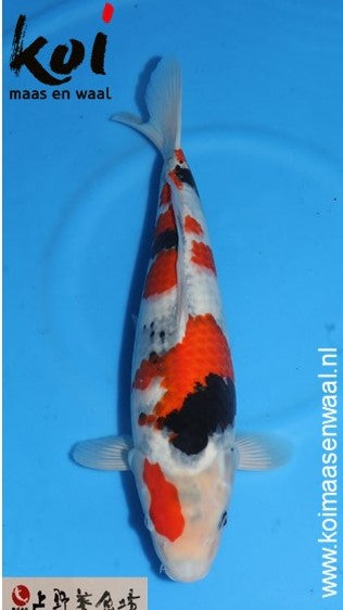 Showa Ueno Female (60-65 cm)