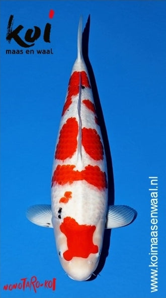 Sanke Momotaro Female (60-65 cm)