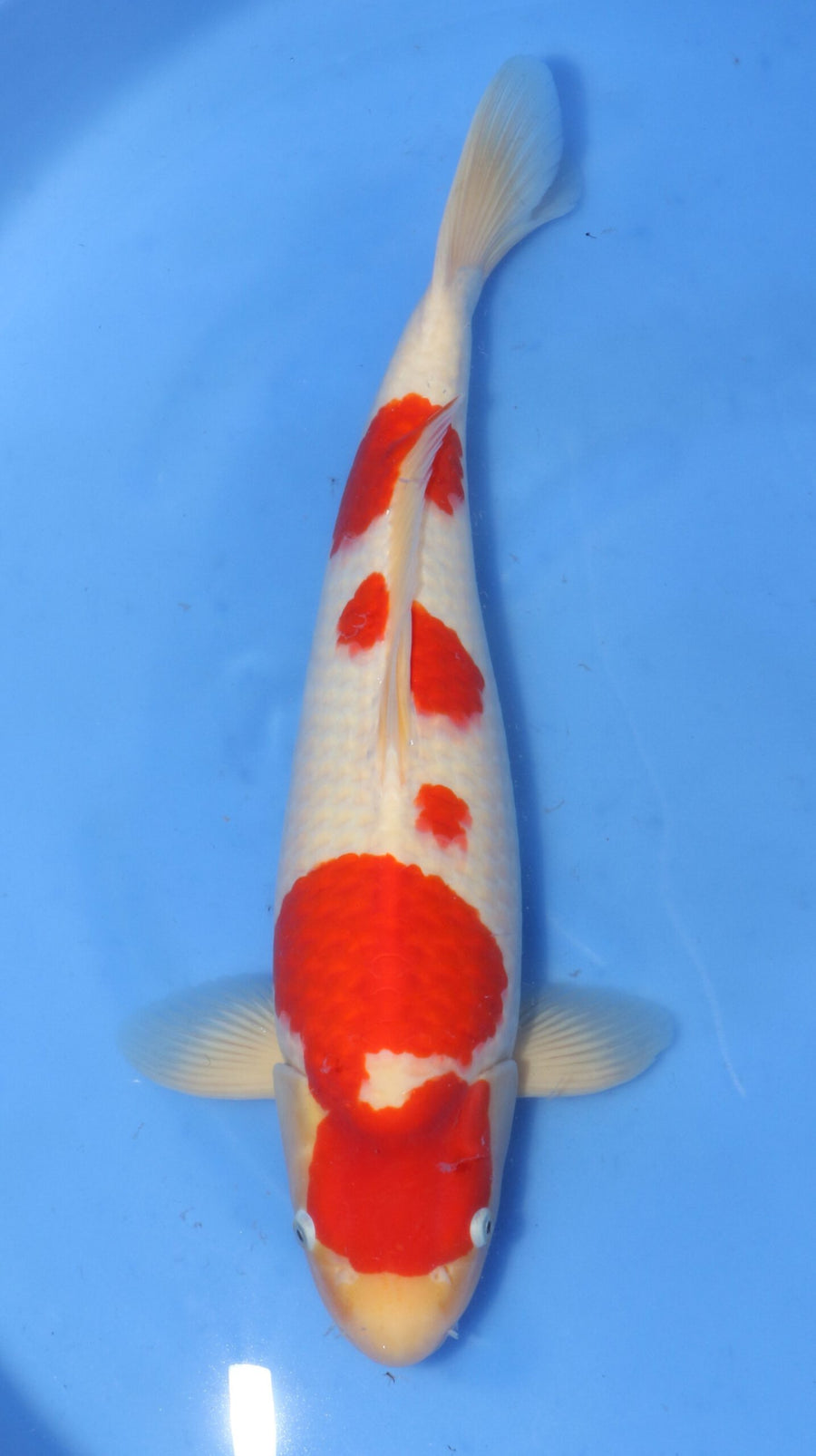 Kohaku Marudo Female (55-60 cm)