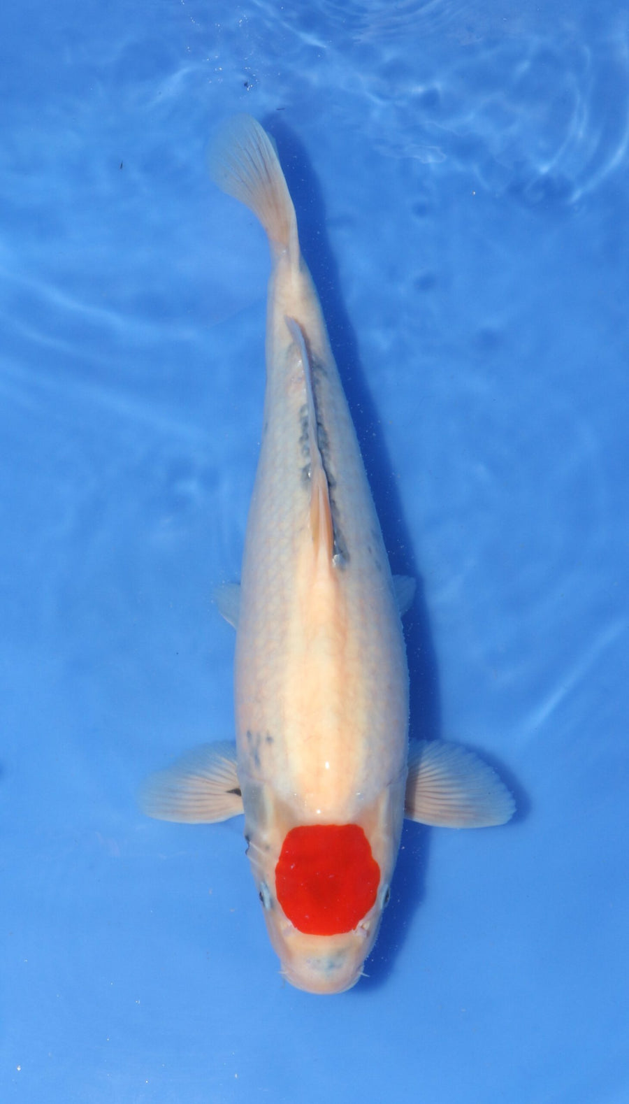Tancho Showa Marudo Female (50-55 cm)