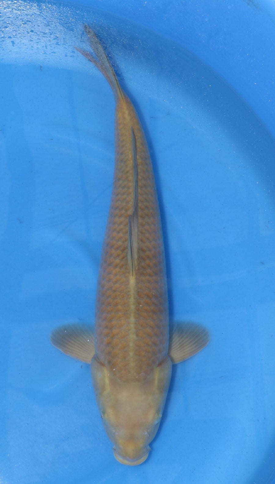 Chagoi Maruhiro Female (55-60 cm)