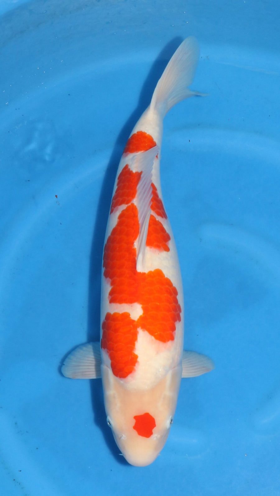 Kohaku Matsue Female (55-60 cm)