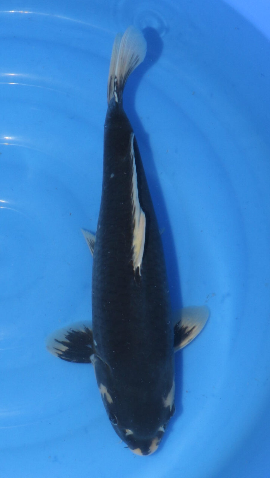 Matsukawabake Kondo (45-50 cm)