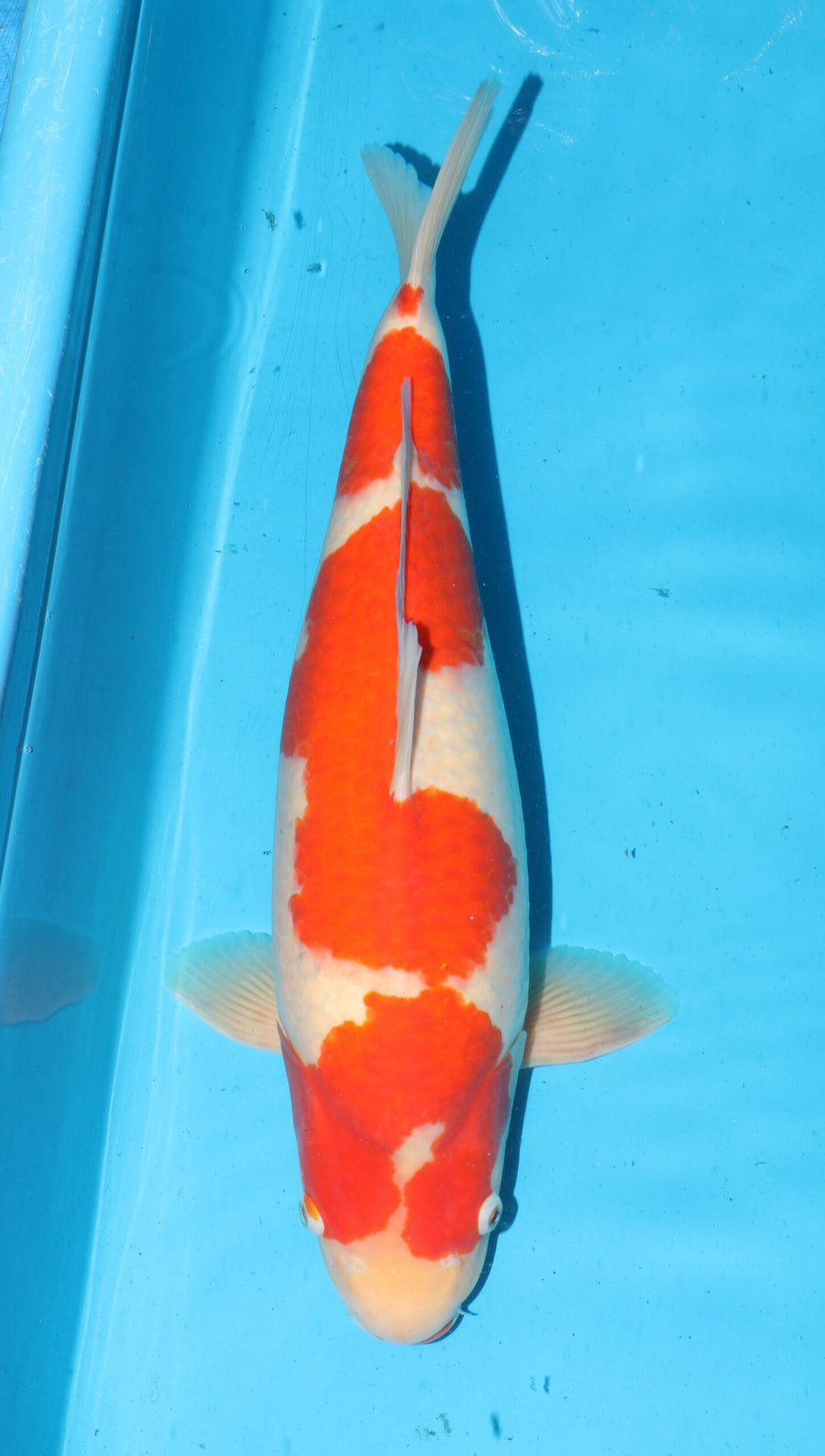 Kohaku NND Female (50-55 cm)