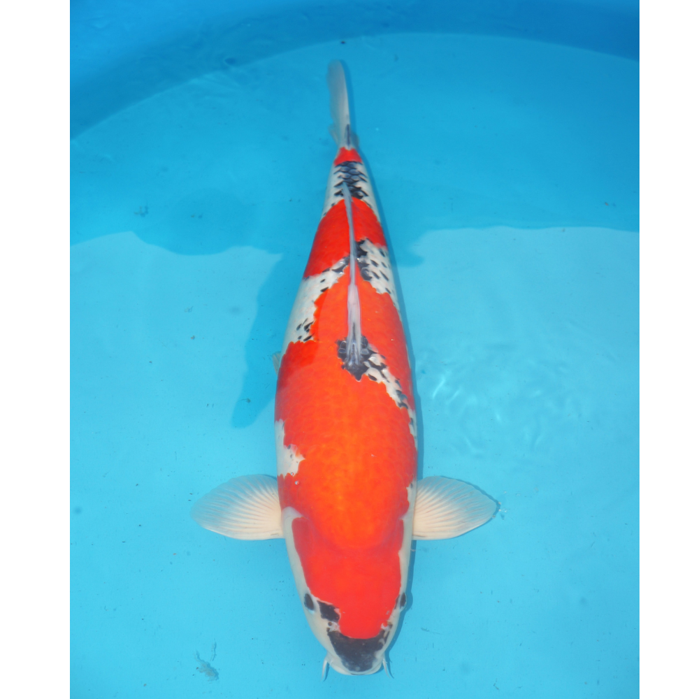 Goshiki 50cm Ogata Sansai Female