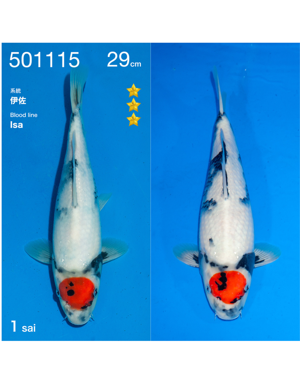 Tancho showa 29cm ogata azukari
