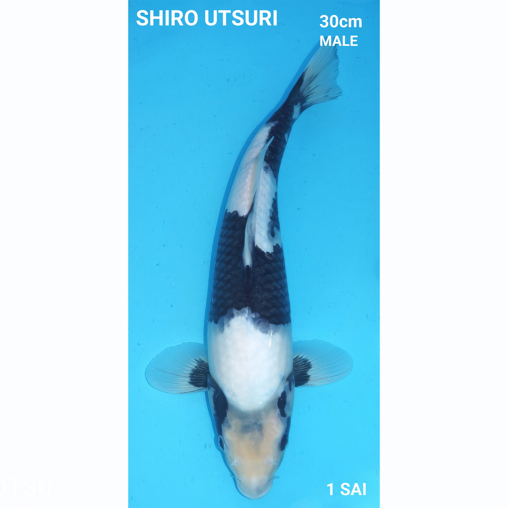 Shiro Utsuri 30cm Ogata Nisai Male 2e prijs frankrijk