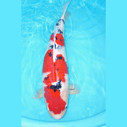 Sanke Sakai SFF 75CM