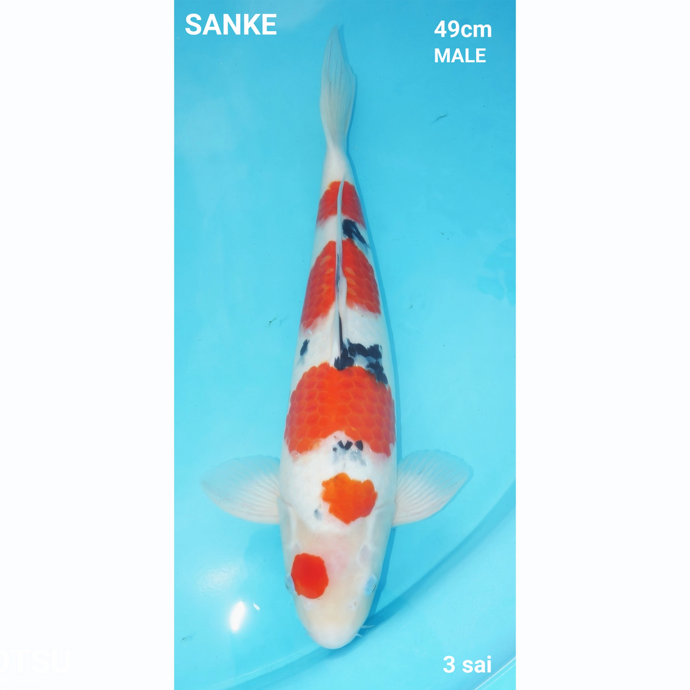 Sanke 49cm Maruhiro Sansai Male